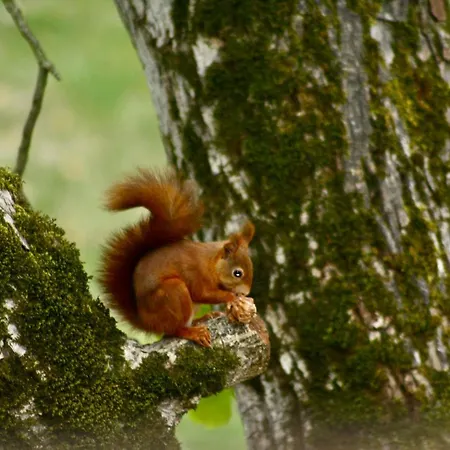 D'hotes Moulindt לינה וארוחת בוקר Virazeil